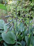 Hosta plantaginea