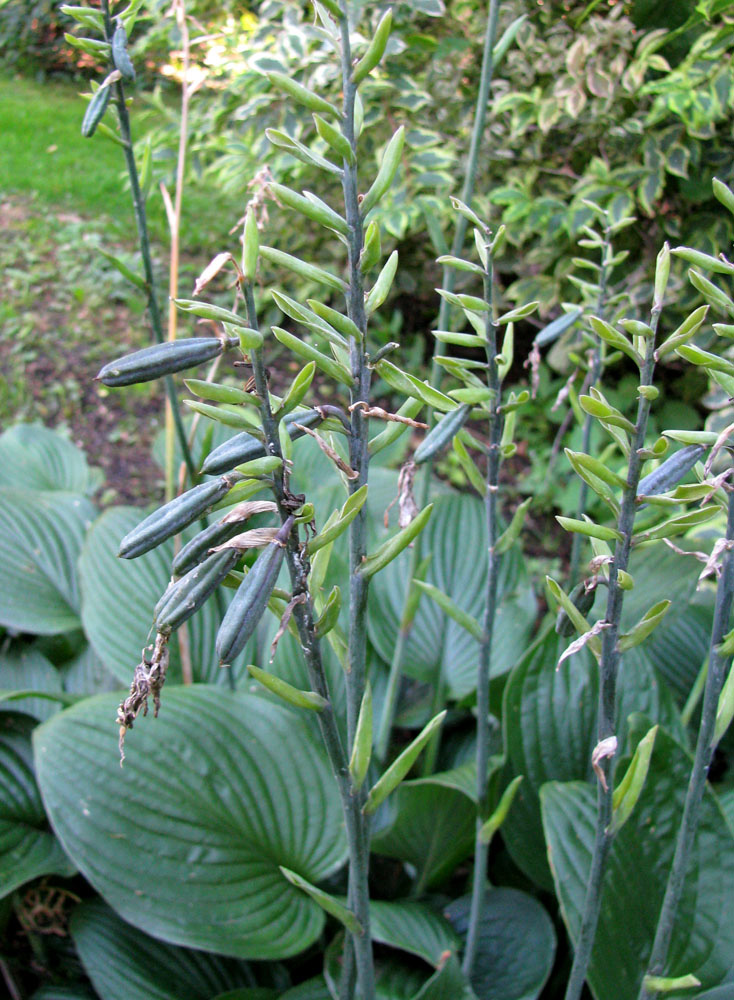 Изображение особи Hosta plantaginea.