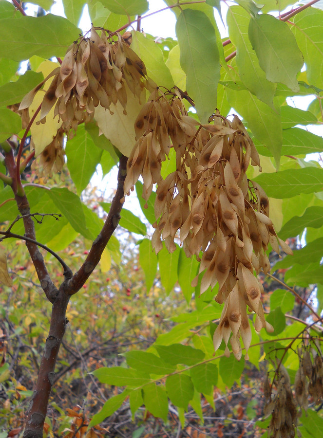 Изображение особи Ailanthus altissima.