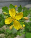 Chelidonium majus. Цветок. Южный берег Крыма, г. Ялта. 23 апреля 2012 г.