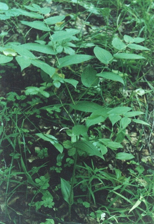 Image of Streptopus amplexifolius specimen.