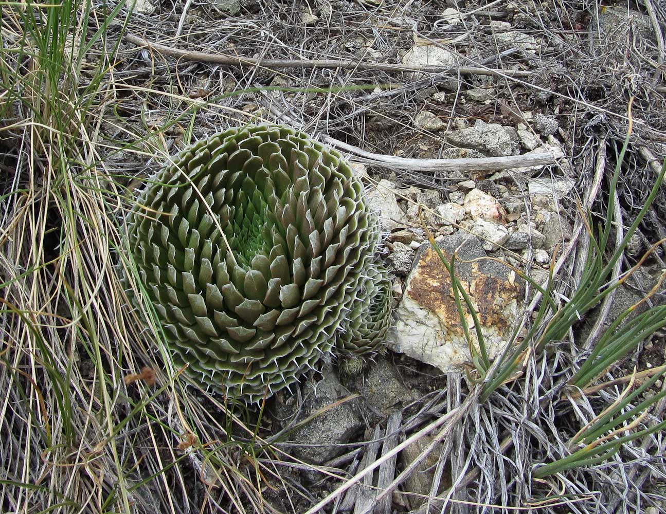 Изображение особи Orostachys spinosa.
