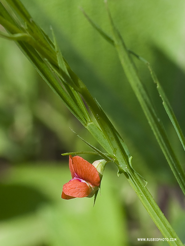 Изображение особи Lathyrus sphaericus.