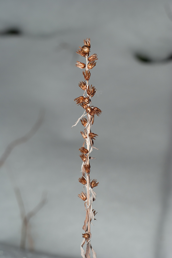 Image of Omalotheca norvegica specimen.