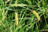 Carex vesicaria