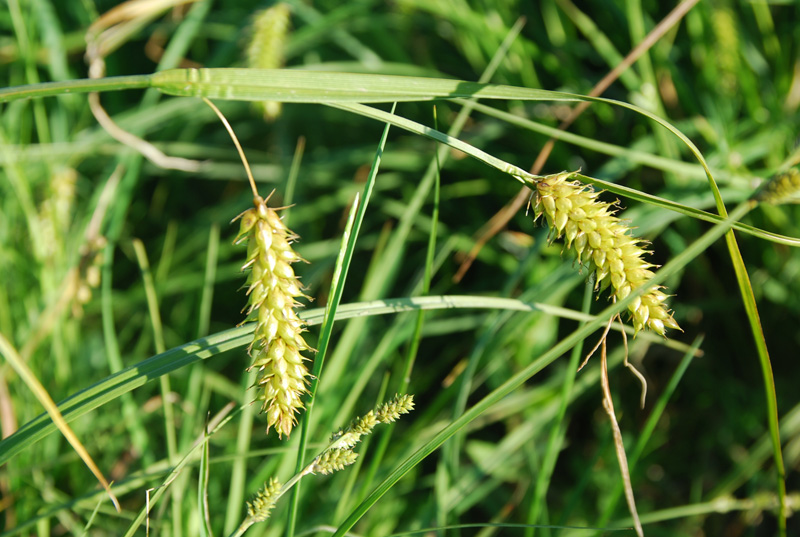 Изображение особи Carex vesicaria.