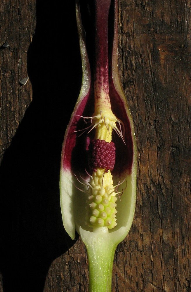 Изображение особи Arum elongatum.