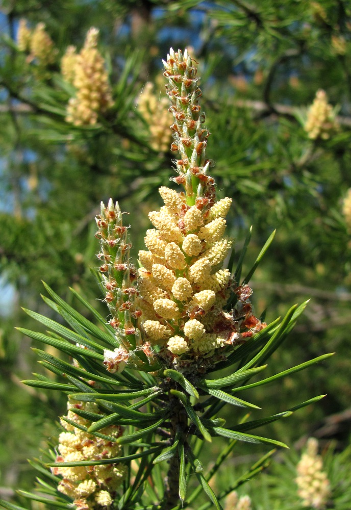 Изображение особи Pinus sylvestris.