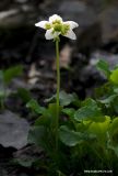 Moneses uniflora