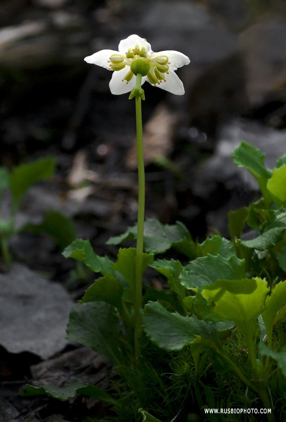 Image of Moneses uniflora specimen.