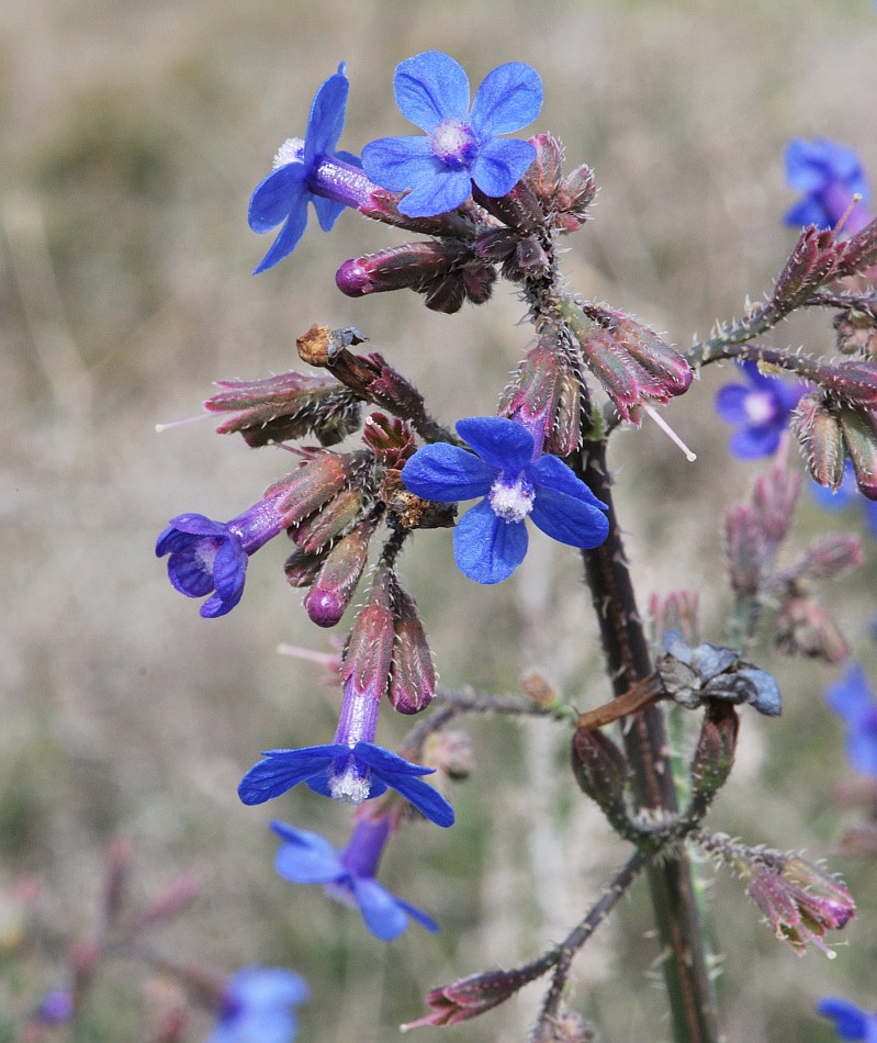 Image of Anchusa strigosa specimen.