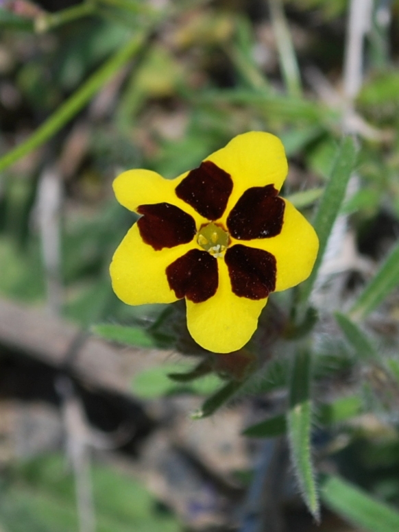 Изображение особи Arnebia coerulea.