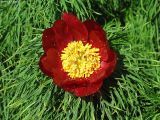 Paeonia tenuifolia