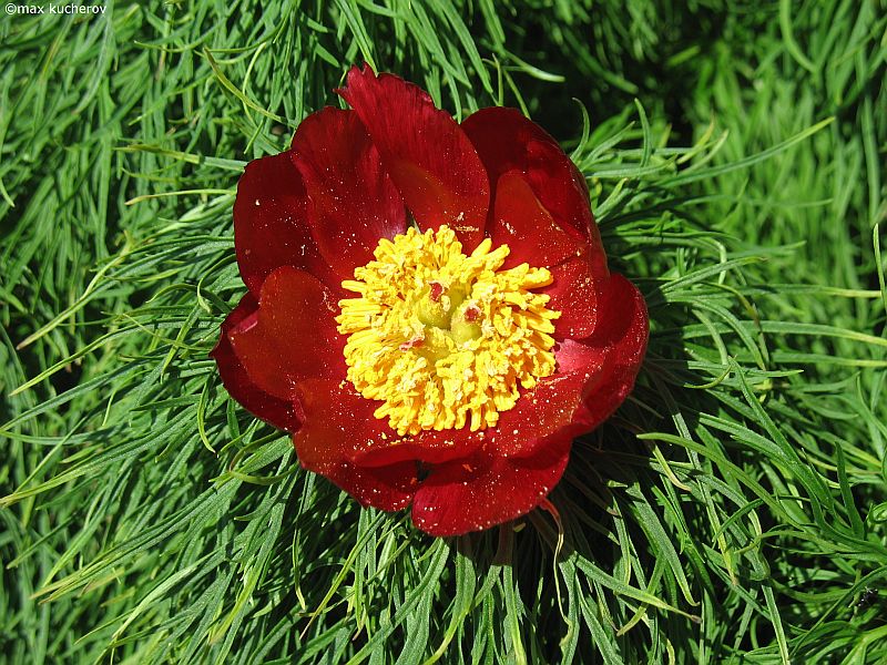 Image of Paeonia tenuifolia specimen.