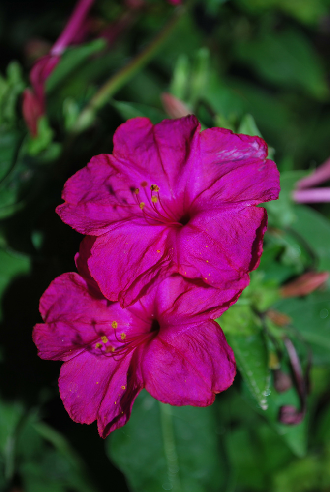 Изображение особи Mirabilis jalapa.