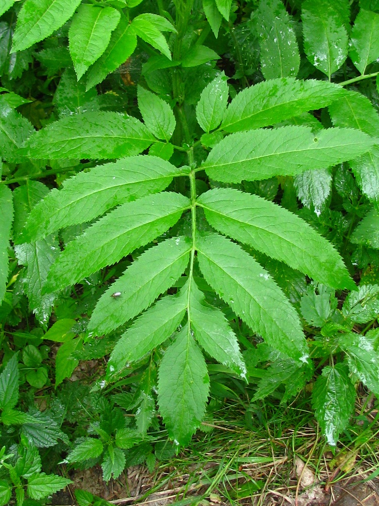 Изображение особи Sambucus ebulus.