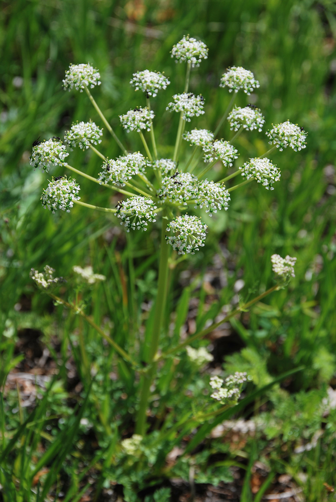 Image of Aulacospermum anomalum specimen.