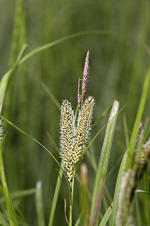 Изображение особи Carex rostrata.