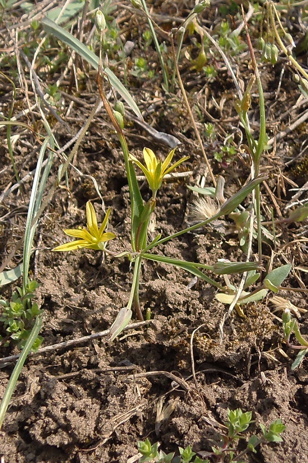 Изображение особи Gagea erubescens.