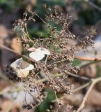 Hydrangea arborescens