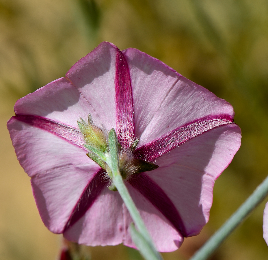 Image of Convolvulus oleifolius specimen.