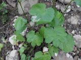 Pimpinella tripartita