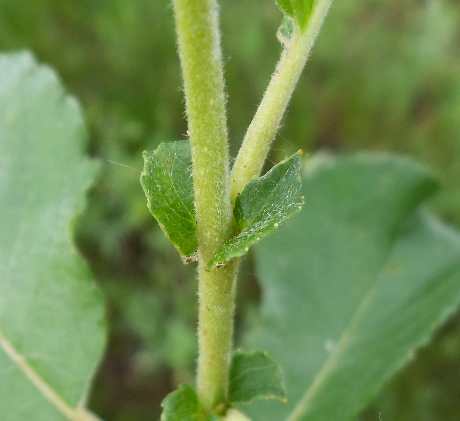 Image of Salix &times; tetrapla specimen.