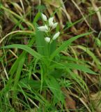 Cephalanthera longifolia. Цветущее растение. Нагорный Карабах, Мартакертский р-н, окр. с. Колатак, опушка широколиственного леса. 10.05.2013.