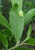 Salix myrsinifolia
