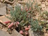 Astragalus biebersteinii