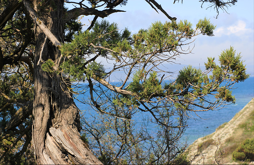 Image of Juniperus excelsa specimen.