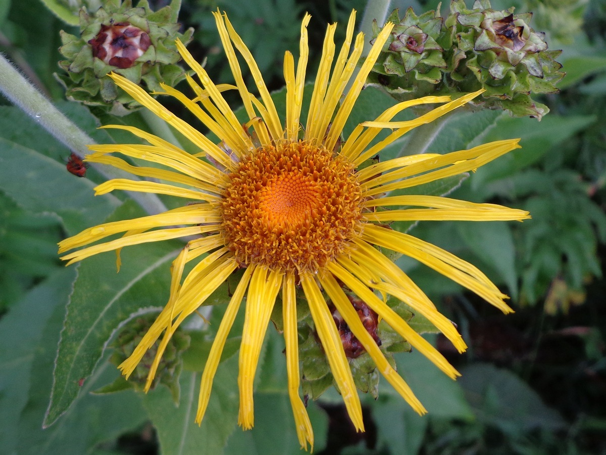 Изображение особи Inula helenium.