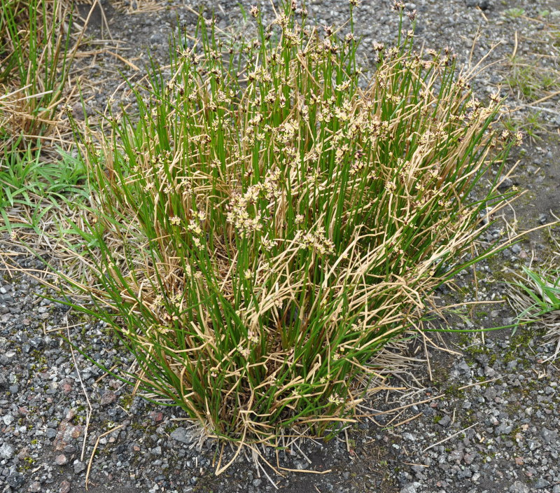 Изображение особи Juncus beringensis.