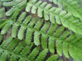 Athyrium filix-femina