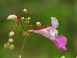 Impatiens balfourii