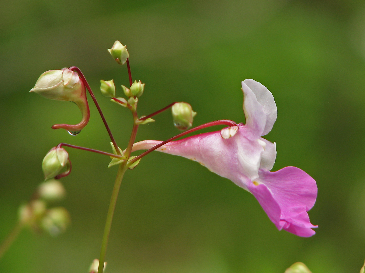 Изображение особи Impatiens balfourii.