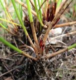 Eleocharis uniglumis