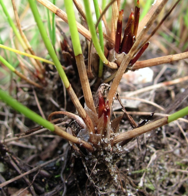 Изображение особи Eleocharis uniglumis.