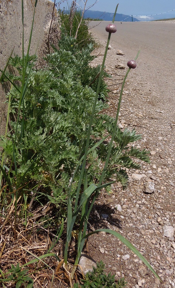 Image of Allium atroviolaceum specimen.