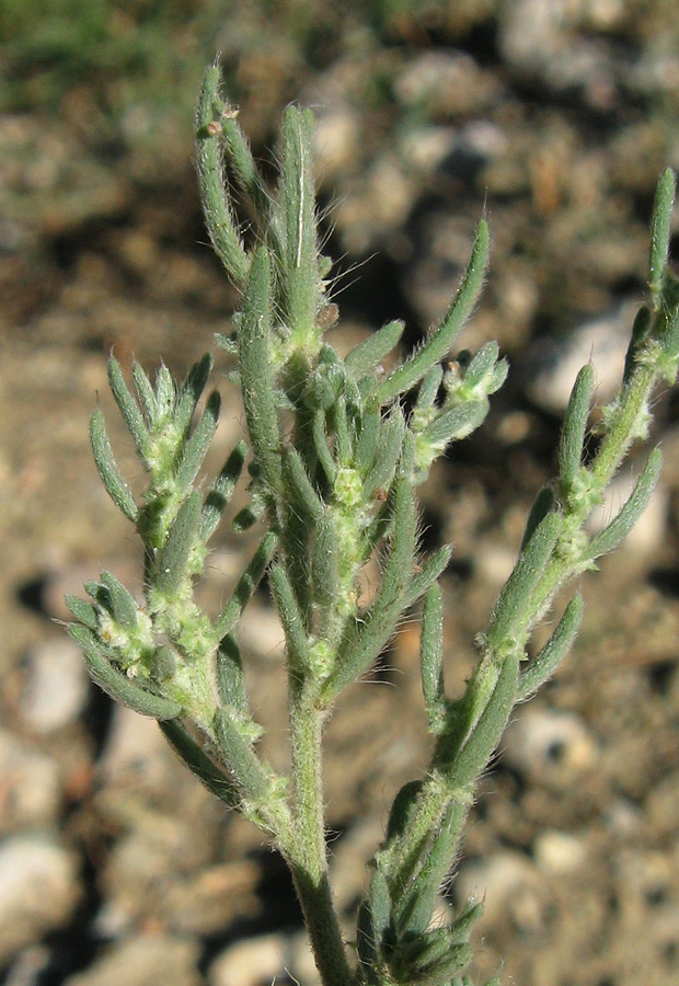 Изображение особи Sedobassia sedoides.