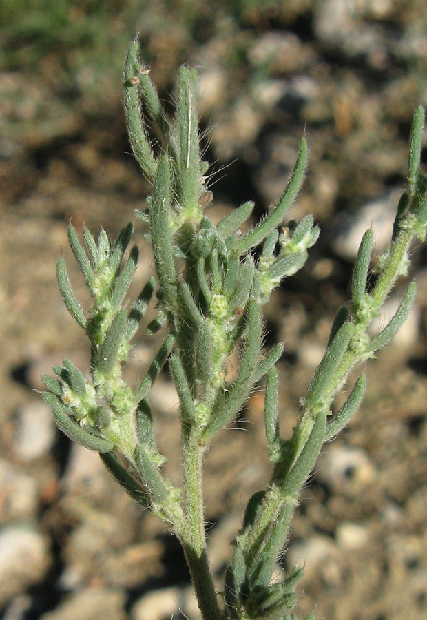 Image of Sedobassia sedoides specimen.