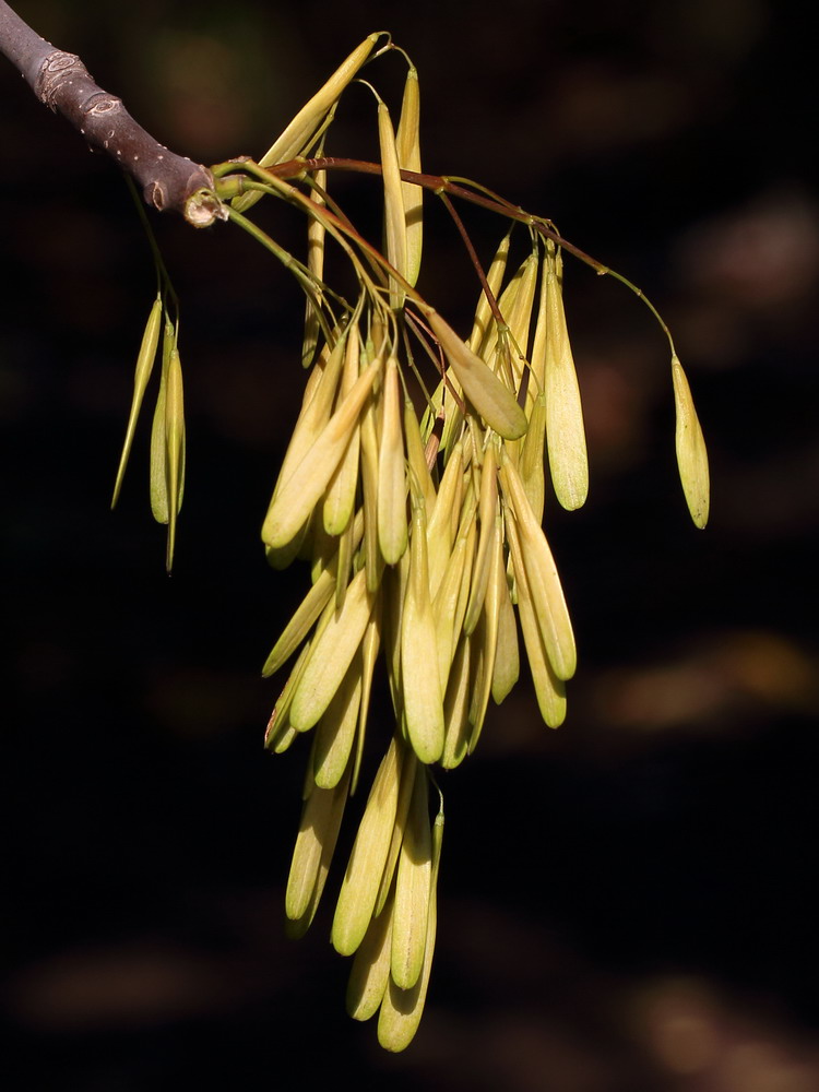 Изображение особи Fraxinus pennsylvanica.