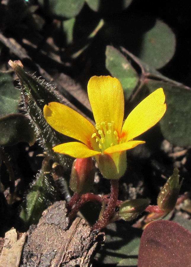 Image of genus Xanthoxalis specimen.