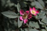 Rosa glauca