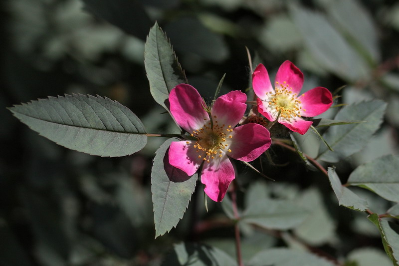 Image of Rosa glauca specimen.