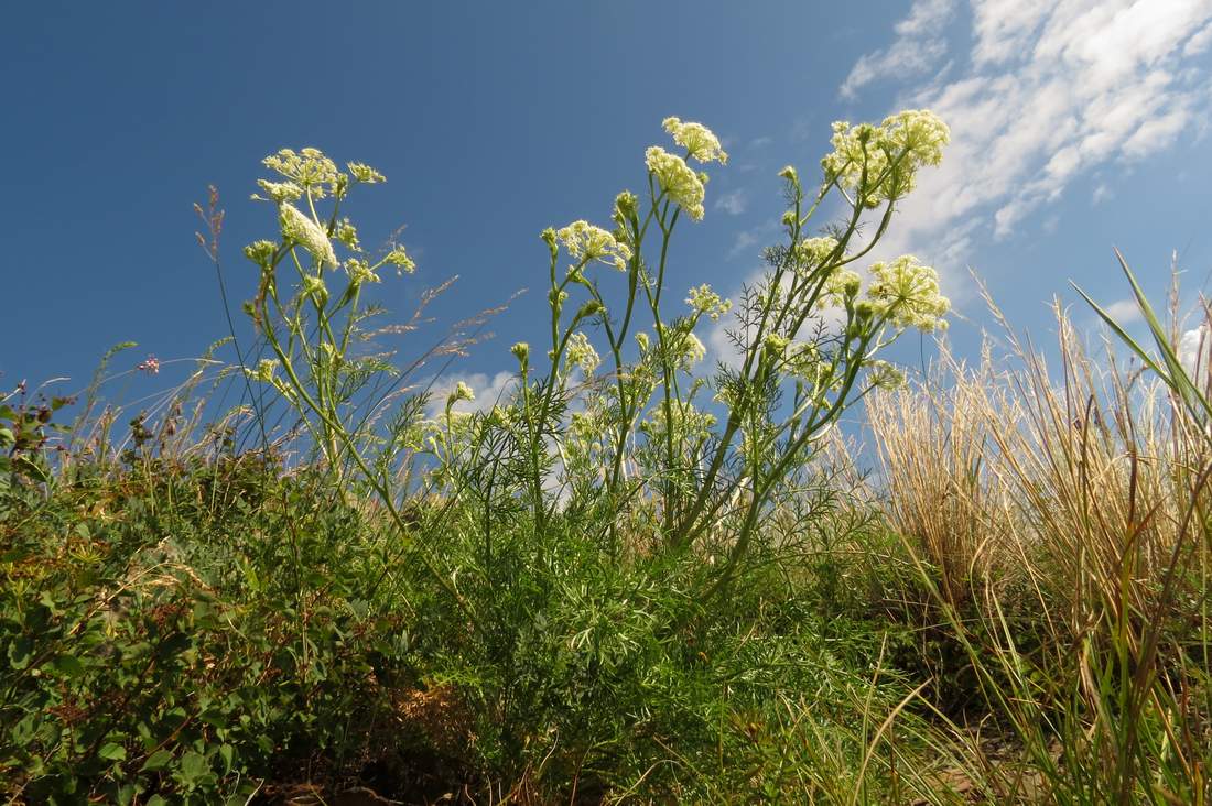 Изображение особи Kitagawia baicalensis.