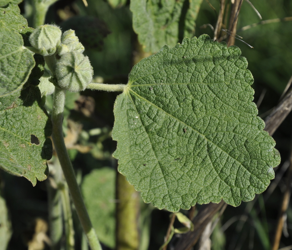 Изображение особи Alcea pallida.