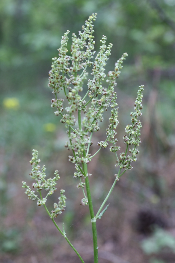 Изображение особи род Rumex.