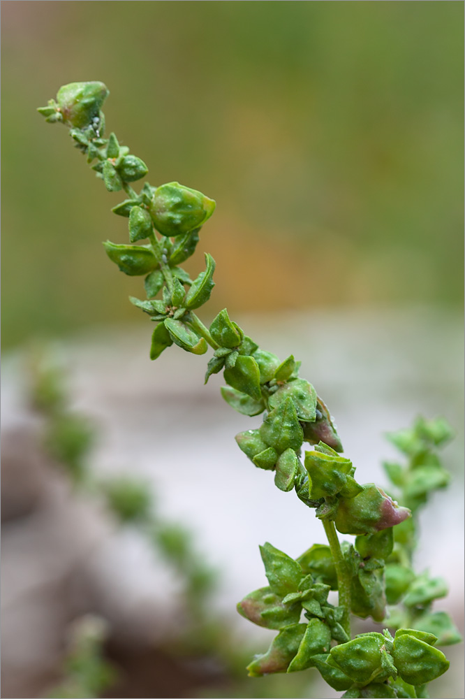 Image of Atriplex nudicaulis specimen.