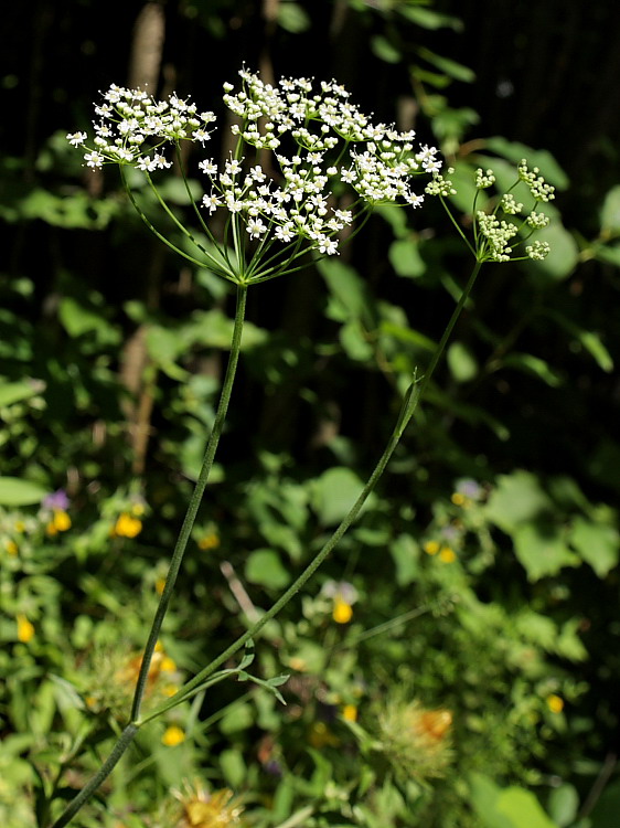 Изображение особи Pimpinella saxifraga.